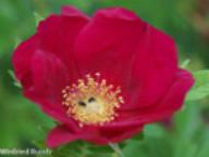 Rose Rote Hannover Foto Rusch