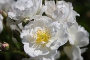 Rose Souvenir de Therese Foto Groenloof