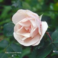 Rose Souvenir de St. Anne`s Foto Meile