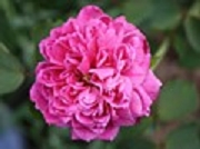 Rose Souvenir de Victor Landeau Foto Groenloof