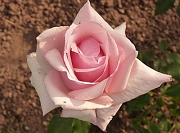 Rose Souvenir du President Carnot Foto Groenloof