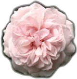 Rose Souvenir de la Malmaison Foto Christine Meile