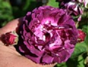 Rose Superbe en brun Foto Groenloof