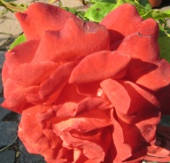 Rose Terracotta Foto Mail-Brandt