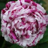 Rose Variegata di Bologna Foto Vierl&auml;nder Rosenhof
