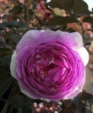Rose Vesalius Foto Myroses