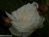 Rose Vierge de Clery (Unique Blanche) Foto Rusch