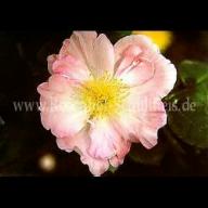 Rose Wildenfels rosa Foto Schultheis
