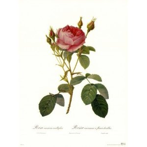 Rose Muscosa Multiplex von Pierre-Joseph Redout&eacute;