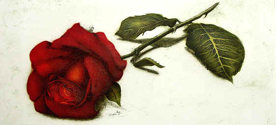 Rose Bild Bernd Lehmann