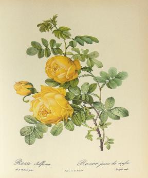 Ehret Rosa Hemisphaerica