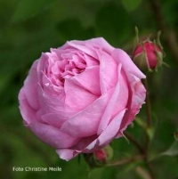 Bacchante Foto Christine Meile