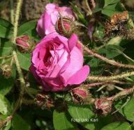 Moosrose Baron de Wassenaer Foto Meile