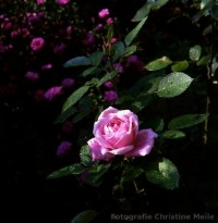 Rose Baroness Rothschild Foto Christine Meile