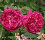 Rose Beau Narciss Foto Meile