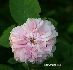 Rose Bellard Foto Christine Meile