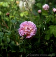 Rose Belle Isis Foto Christine Meile