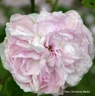 Rose Belle Galathee Foto Christine Meile