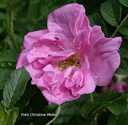 Rose Belle Poitevine Foto Christine Meile