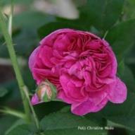 Rose Belle de Yebles Foto Meile