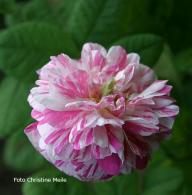 Rose Belle des Jardins Foto Meile