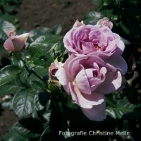 Rose Blue Bajou Foto Christine Meile