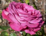 Rose Blue Chip