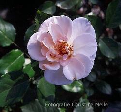 Rose Bolero Foto Christine Meile