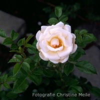 Rose Brautzauber Foto Meile