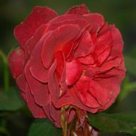 Rose Brown Velvet Foto Vierländer Rosenhof