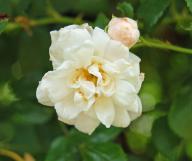Rose Brunonii flora plena Foto Wikipedia