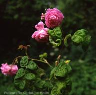 Rose Bullata Foto Meile