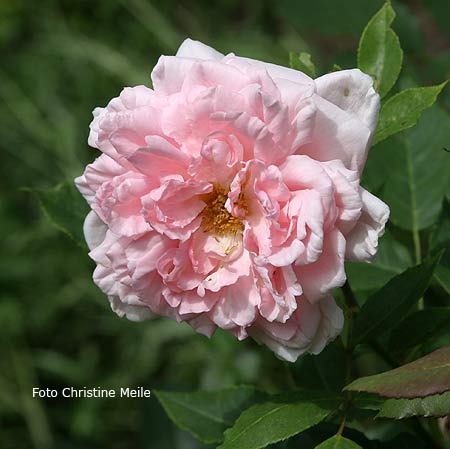 Rose Captain Christy Foto Christine Meile