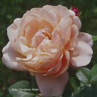 Rose Chateau de Vaumarcus Foto Meile