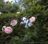 Rose Chloris Foto Christine Meile