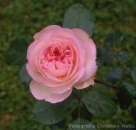 Rose Christian Schultheis Foto Meile