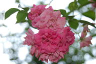 Rose Christian Curle Foto Wikipedia