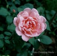 Rose Christine Wright Foto Meile