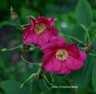 Rose Cibles Foto Meile