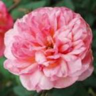 Rose Clementina Carbonieri Foto Vierländer Rosenhof
