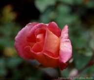 Rose Comtesse du Cayla Foto Christine Meile