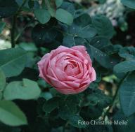 Rose Comtesse Cecile de Chabrilland Foto Meile