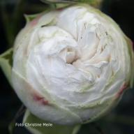 Rose Coquette des Blanches Foto Meile