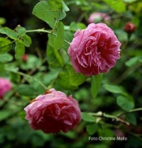 Rose Coup d`Hebe Foto Christine Meile