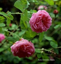 Rose Coup d`Hebe Foto Christine Meile