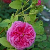 Moosrose Crested Sweetheart Foto Vierländer Rosenhof