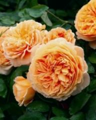  Rose Crown Princess Margareta Foto Brandt