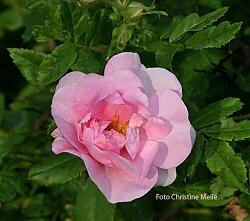 Rose D`Orsay Foto Christine Meile