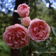 Rose Die schöne Tölzerin Foto Christine Meile