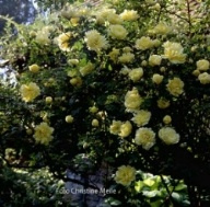 Rose pimpinellifolia Double Yellow Foto Christine Meile